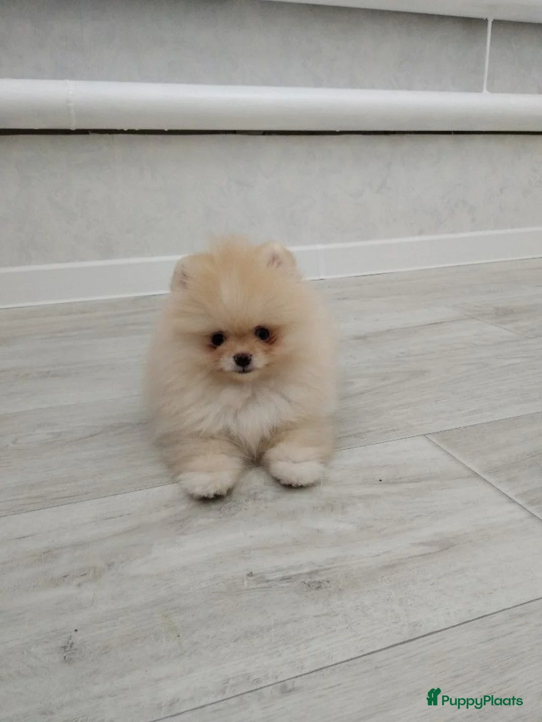 Pomeriaan honden te koop: Pomeriaan – prachtige pups beschikbaar - Advertentie 2