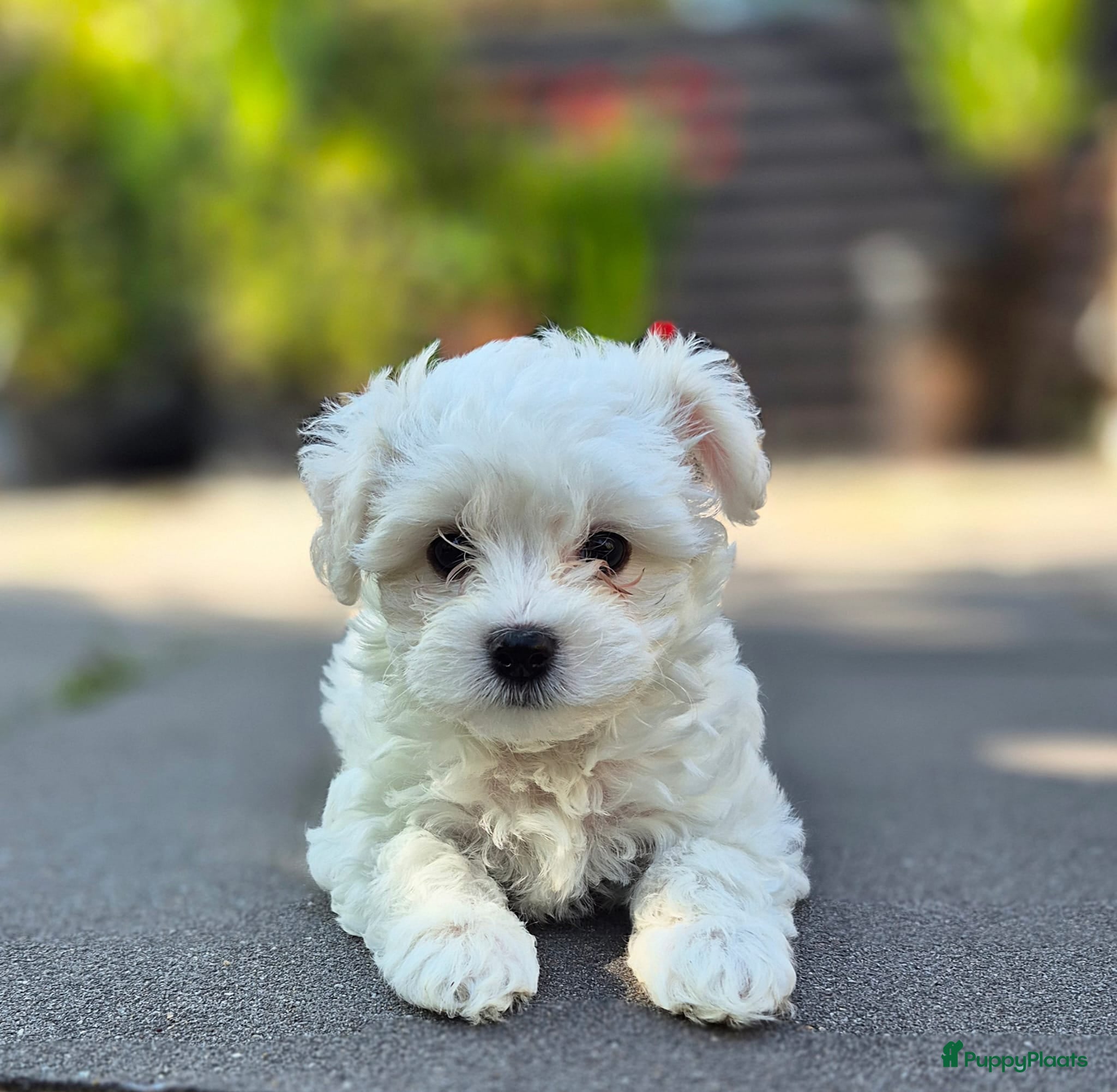 Morkie honden Zeer mooie witte Morkie pups reutjes - Advertentie 1
