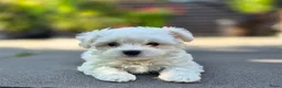 Morkie honden te koop: Zeer mooie witte Morkie pups reutjes in Groningen - Advertentie 1