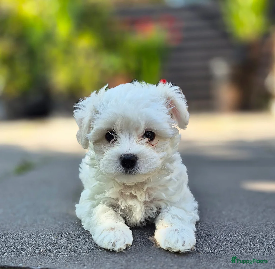 Morkie honden te koop: Zeer mooie witte Morkie pups reutjes in Groningen - Advertentie 1