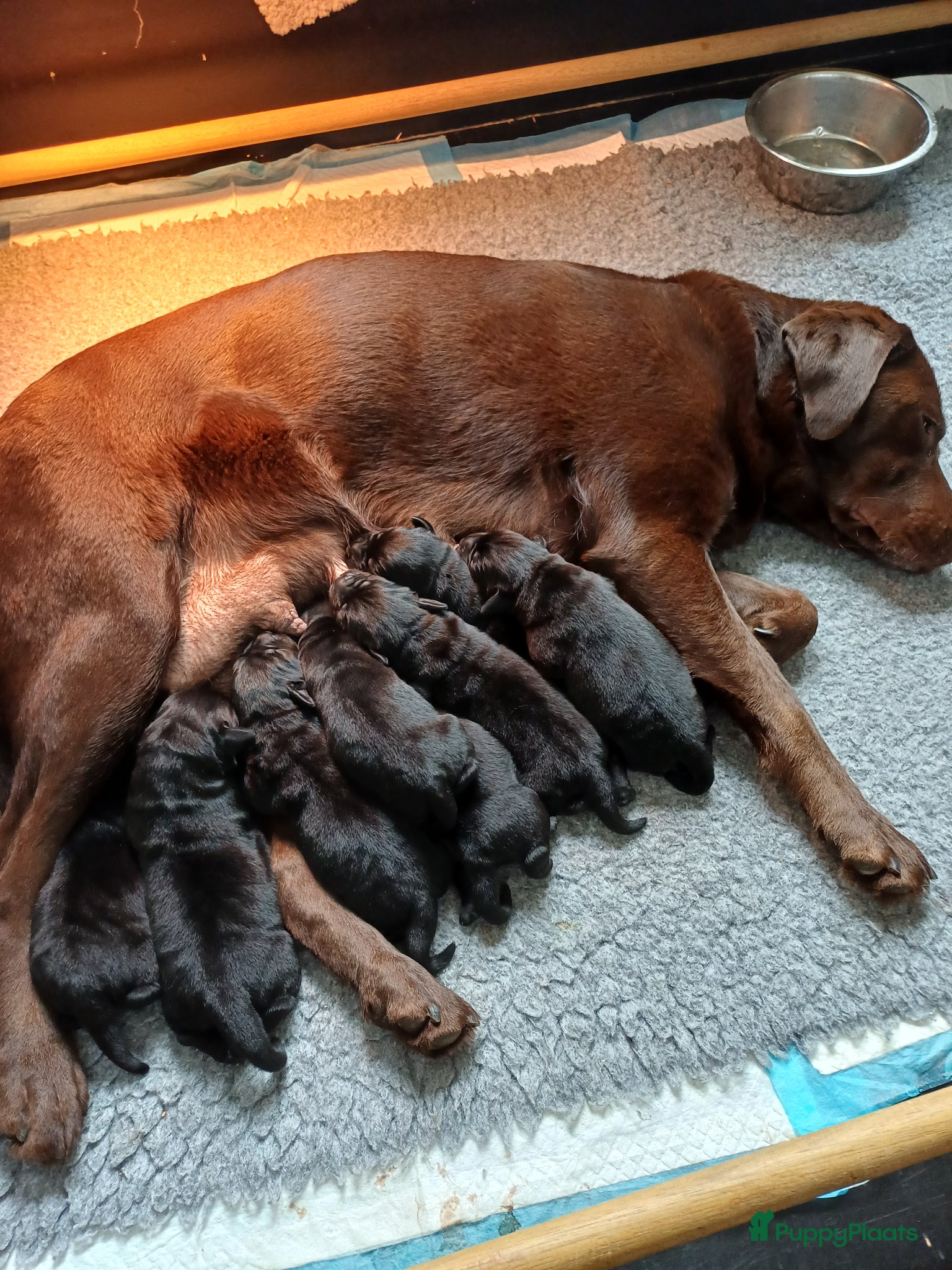 Labrador Retriever honden Labrador puppy's zwart - Advertentie 2