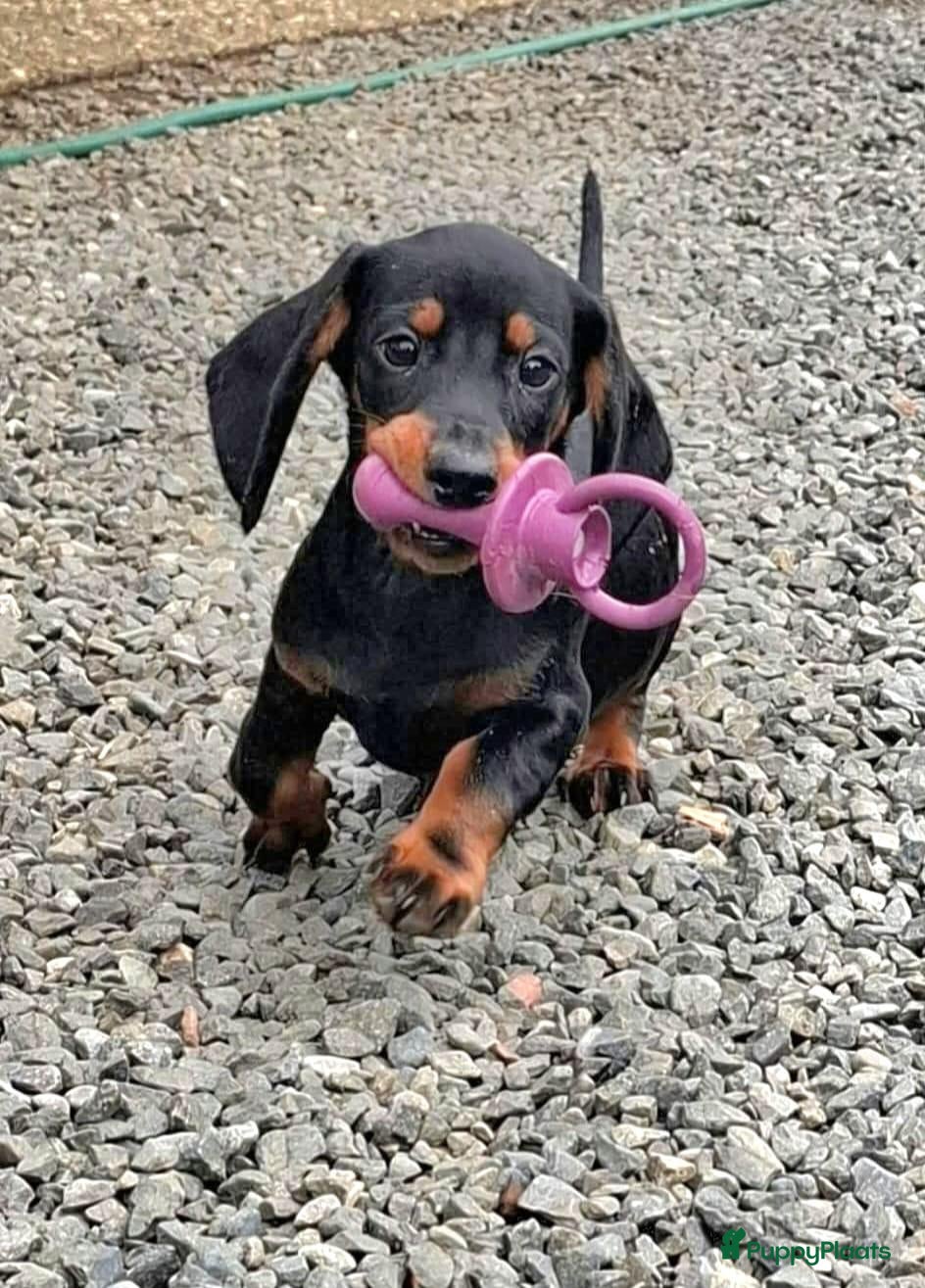 Dwergteckel honden Lieve dwergteckel pups mogen het nestje verlaten - Advertentie 1