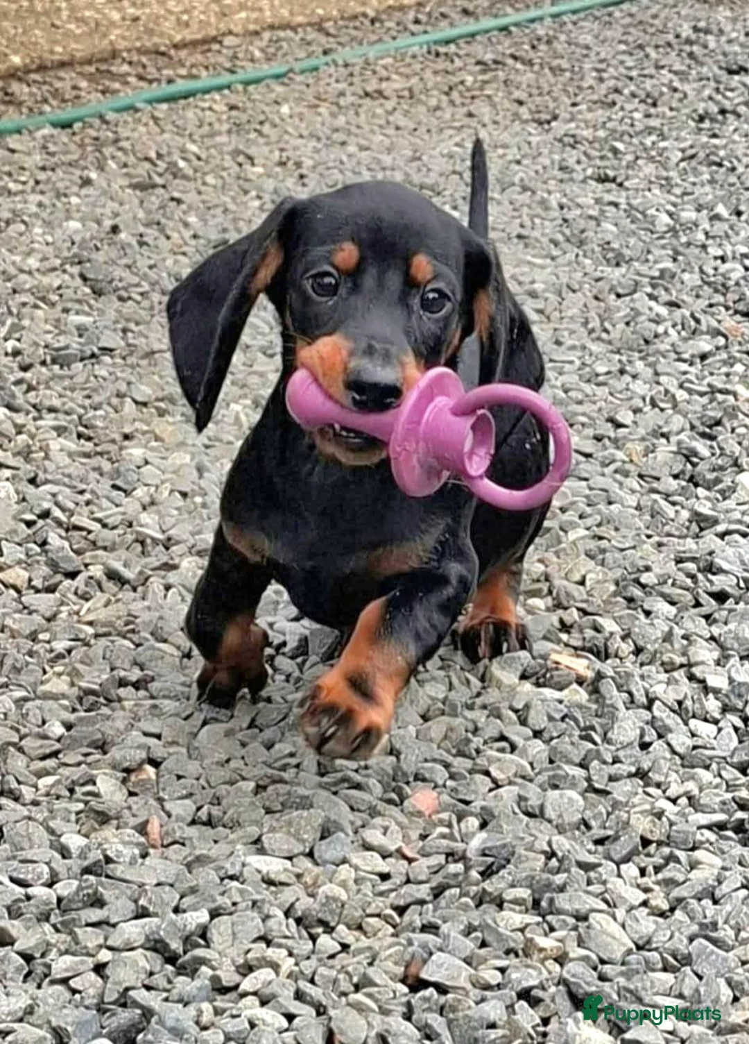 Dwergteckel honden te koop: Lieve dwergteckel pups mogen het nestje verlaten - Advertentie 1