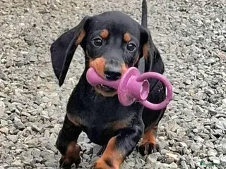 Dwergteckel honden Lieve dwergteckel pups mogen het nestje verlaten - Advertentie 1
