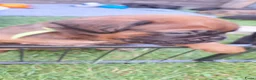 Kruising honden te koop: Unieke leuke kruising boxador x boxer pups - Advertentie 9