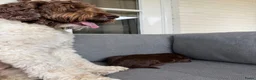 Australian Labradoodle honden te koop: Prachtige donkerbruine Australian Labradoodle reu in Halsteren - Advertentie 7