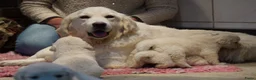 Golden Retriever honden te koop: Golden Retriever Pups met Stamboom. - Advertentie 27