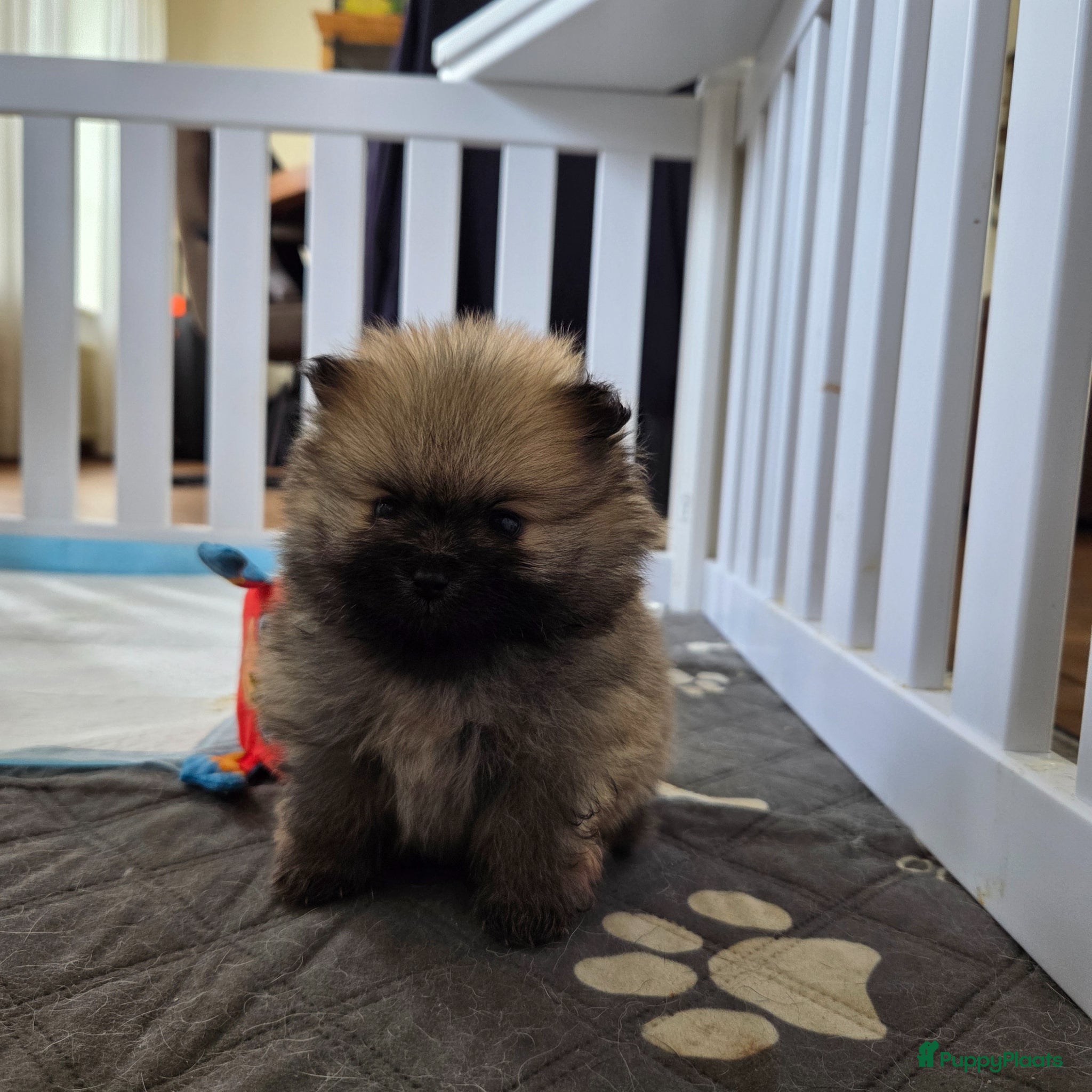 Pomeriaan honden Pomeriaan pups - Advertentie 2