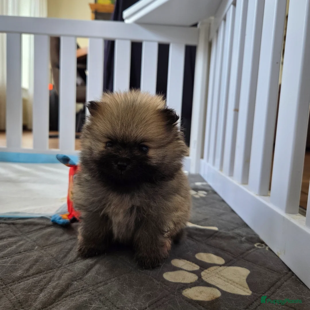 Pomeriaan honden te koop: Pomeriaan pups in Alphen - Advertentie 1