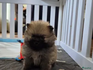 Pomeriaan honden Pomeriaan pups - Advertentie 2