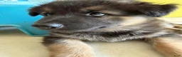 Kruising honden te koop: Gerberian shepsky’s pups - Advertentie 4