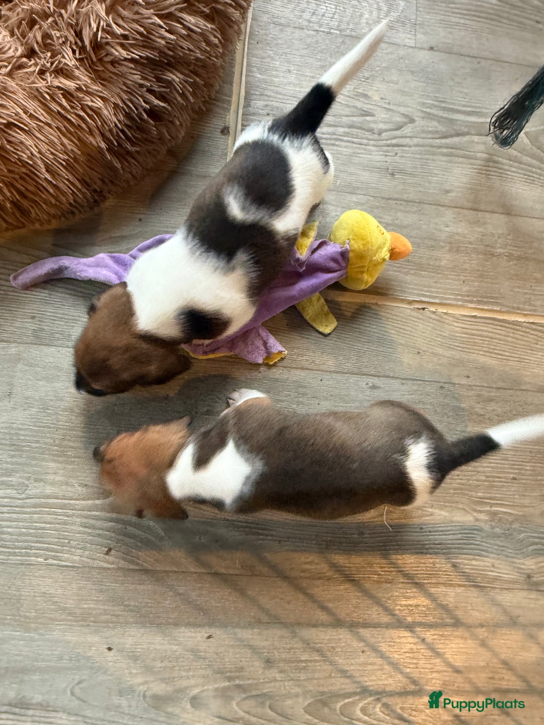 Teckel (korthaar)  honden te koop: Piebald dwergteckel pups - Advertentie 30