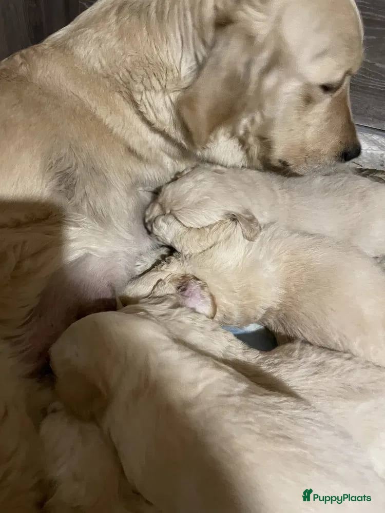 Golden Retriever honden Golden Retriever pups te koop - Advertentie 12