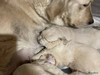 Golden Retriever honden Golden Retriever pups te koop - Advertentie 1