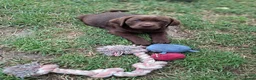Labrador Retriever honden te koop: Raszuivere bruine labrador pups  - Advertentie 22