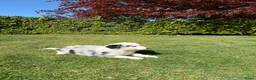 Kruising honden te koop: Australian Shepherd x Border Collie pups - Advertentie 9