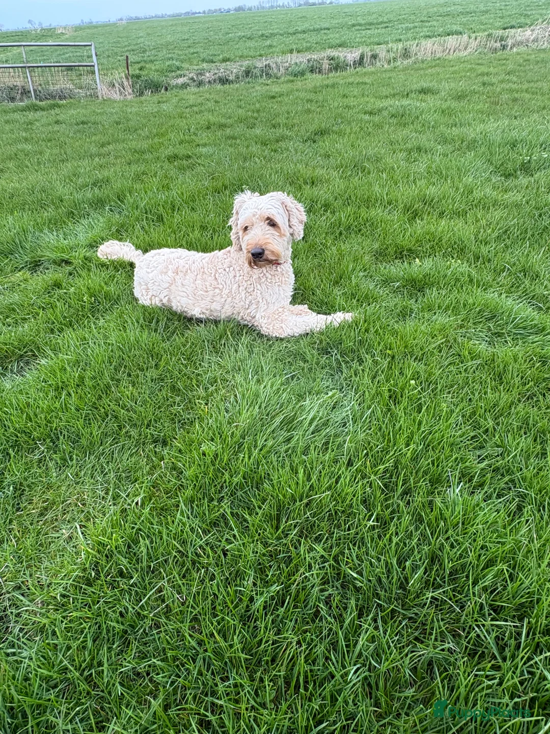 Australian Labradoodle honden te koop: Australian Labradoodle Puppy's - Advertentie 12