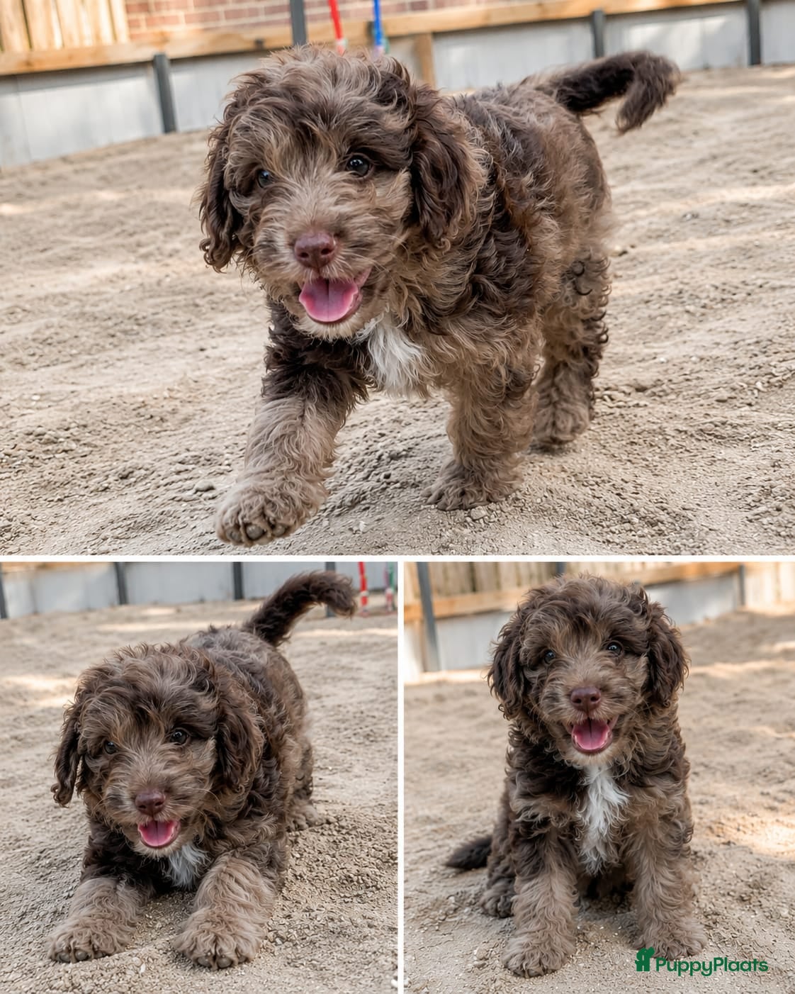 Labradoodle honden 3 prachtige Labradoodle puppy’s mogen nu verhuizen - Advertentie 9