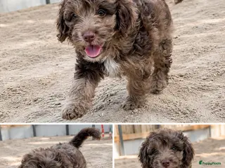 Labradoodle honden 3 prachtige Labradoodle puppy’s mogen nu verhuizen - Advertentie 9