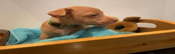 Jack Russel Terriër honden te koop: (blue) merle Jack Russell pup in Oudenbosch - Advertentie 7