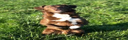 Kruising honden te koop: Friese Stabij x Friese Stabij/Kelpi puppy’s  in Sint-Oedenrode - Advertentie 15