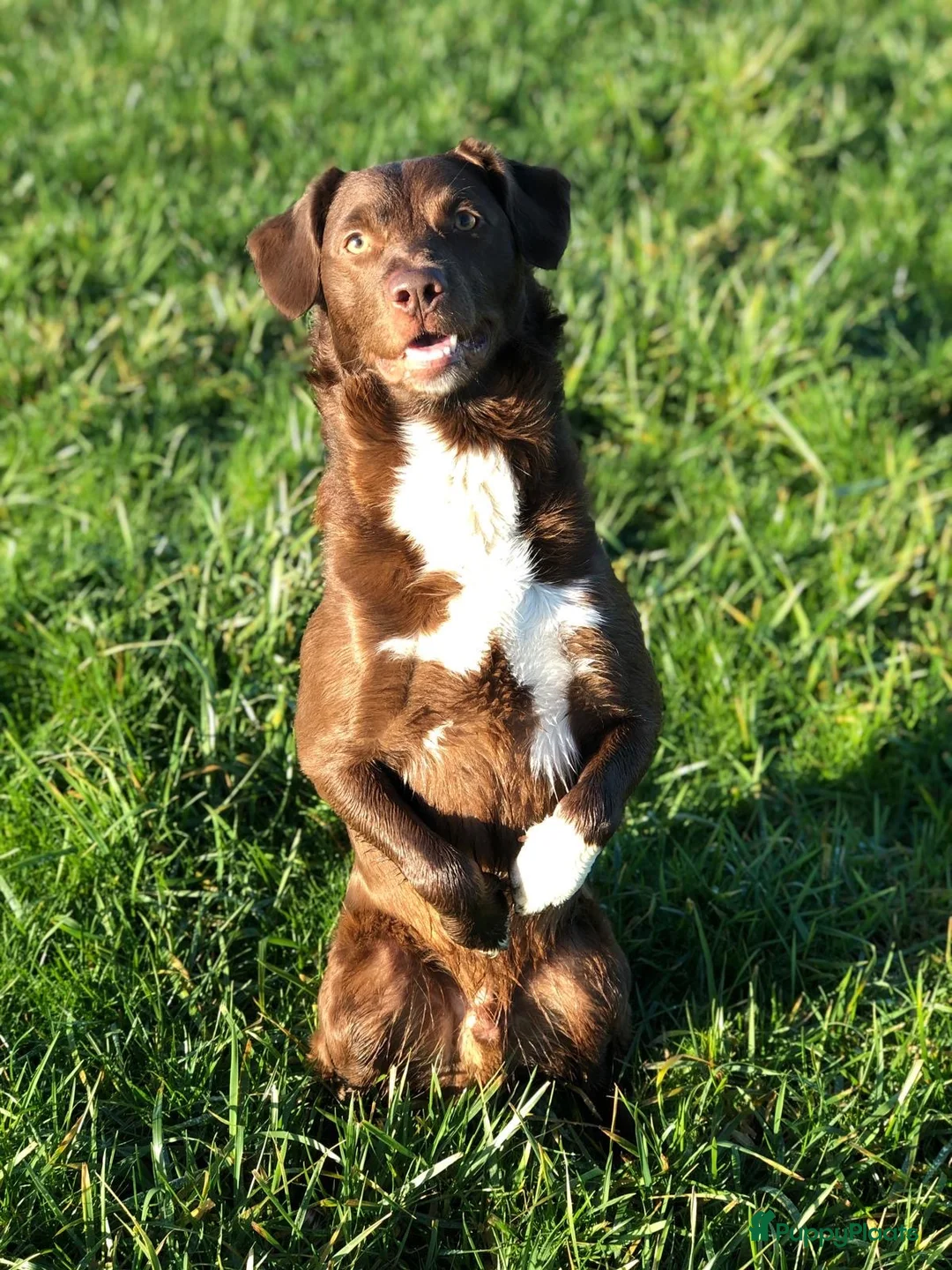 Kruising honden te koop: Friese Stabij x Friese Stabij/Kelpi puppy’s  in Sint-Oedenrode - Advertentie 15