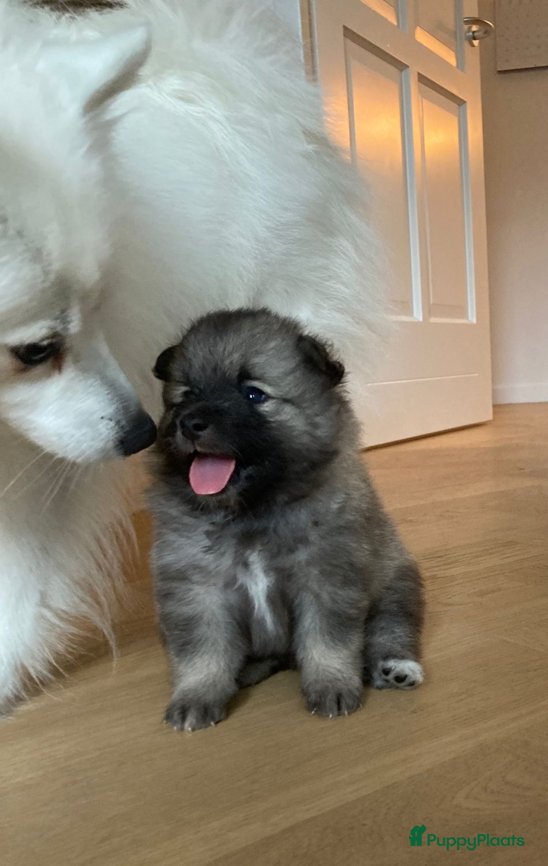 Kruising honden te koop: Gezonde Lieve Keeshond × Spitz Pupjes.  - Afbeelding 9