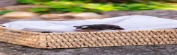 Australian Shepherd honden te koop: Miniature American Shepherd - Advertentie 6