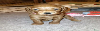 Labradoodle 5