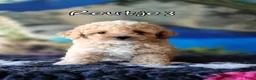 Kruising honden te koop: Bischpoo/Poochon pups te koop  - Advertentie 22