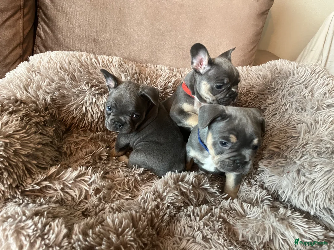 Franse Bulldog honden te koop: Franse Bulldog pups in Geldrop - Advertentie 9