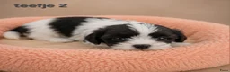 Boomer honden te koop: Super mooi gezonde boomer pups. Shi tzu X Maltezer - Advertentie 11
