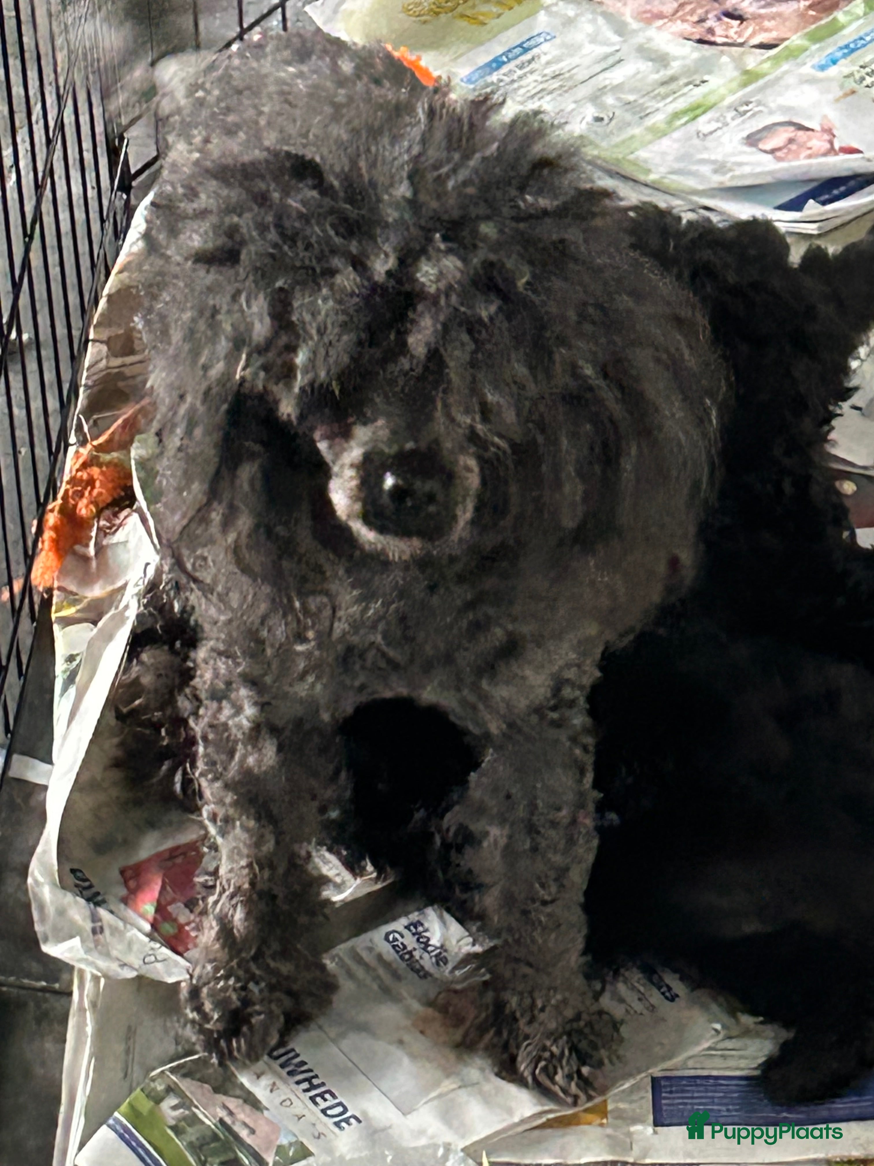 Poedel Toy honden Toy poedels - Advertentie 4