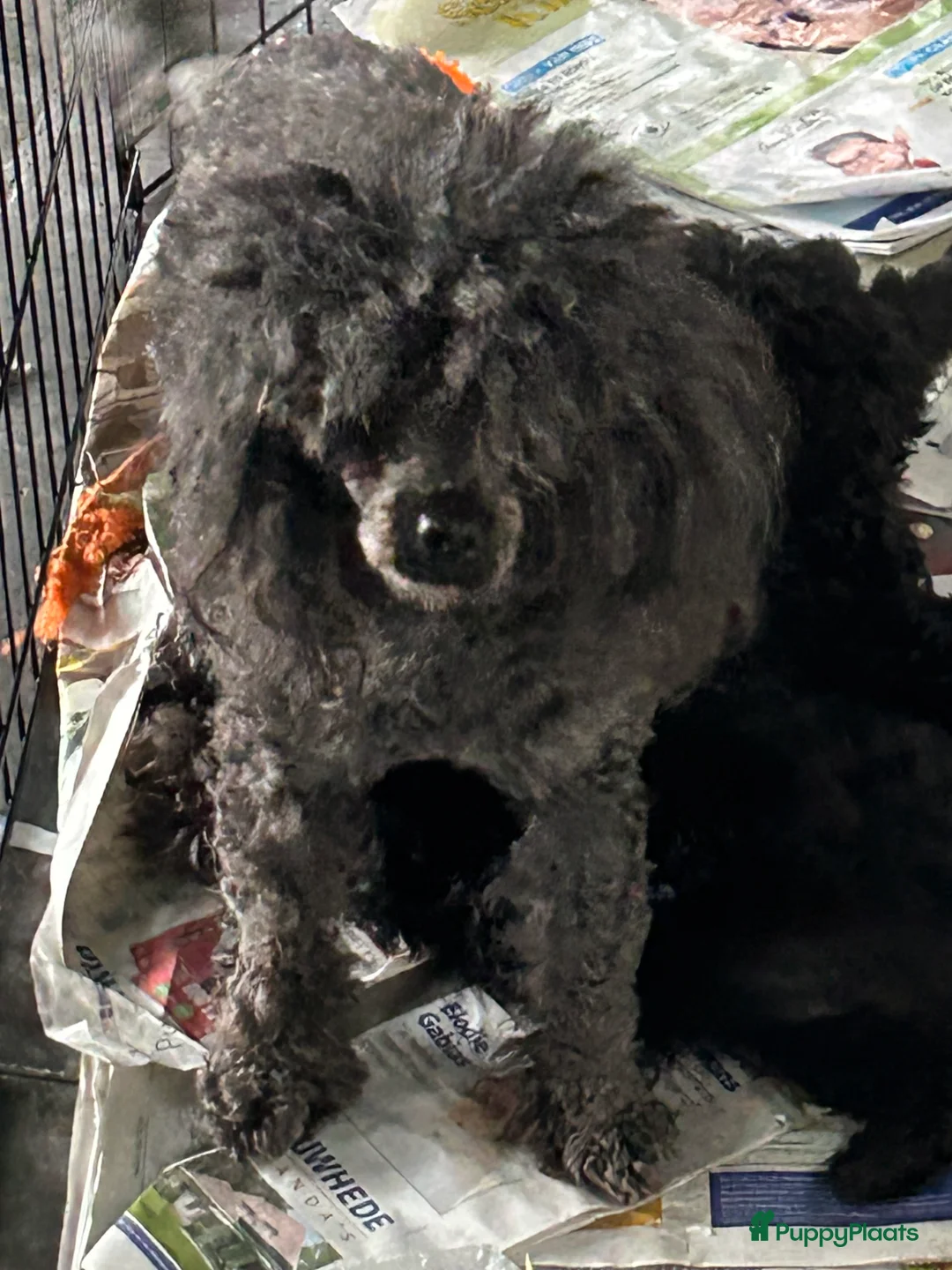 Poedel Toy honden te koop: Toy poedels - Advertentie 1