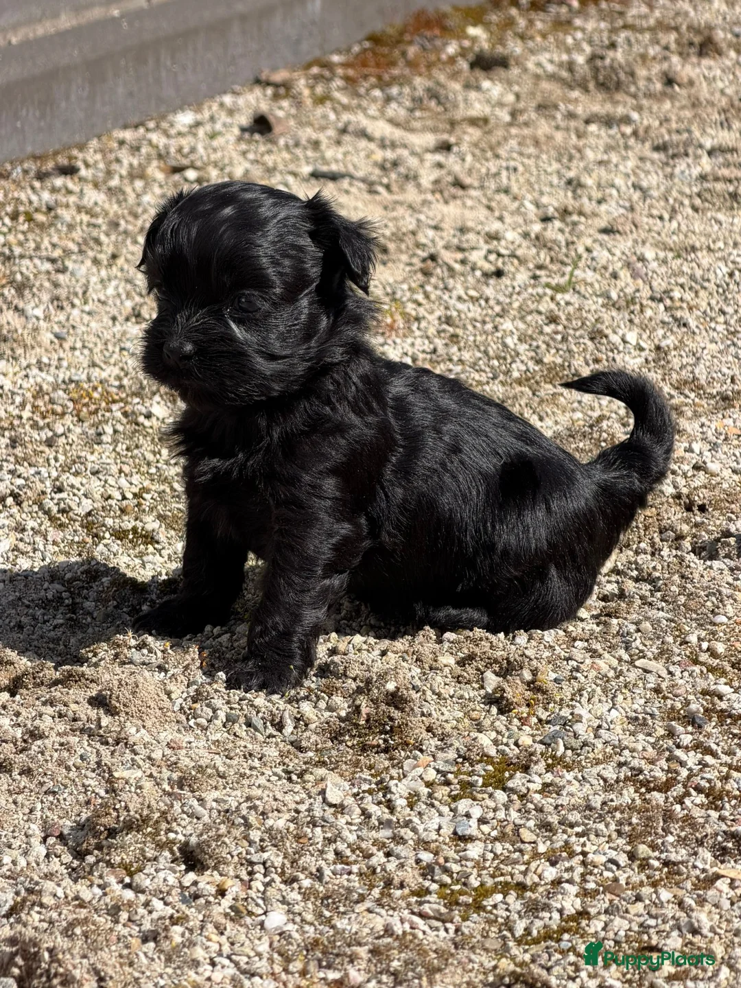 Boomer honden te koop: Nog 1 boomer reutje beschikbaar  - Advertentie 6