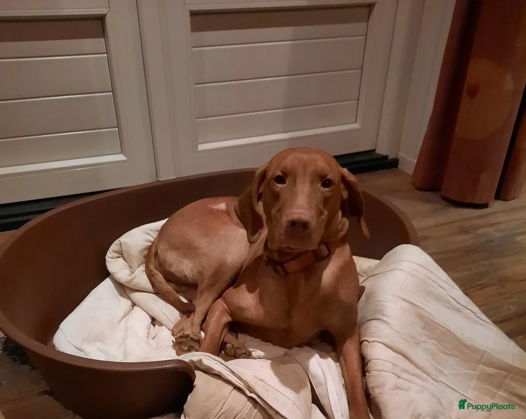 Vizsla korthaar honden te koop: Vizsla pups - Advertentie 4