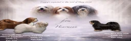 Havanezer honden te koop: Nog een reu beschikbaar!  - Advertentie 9