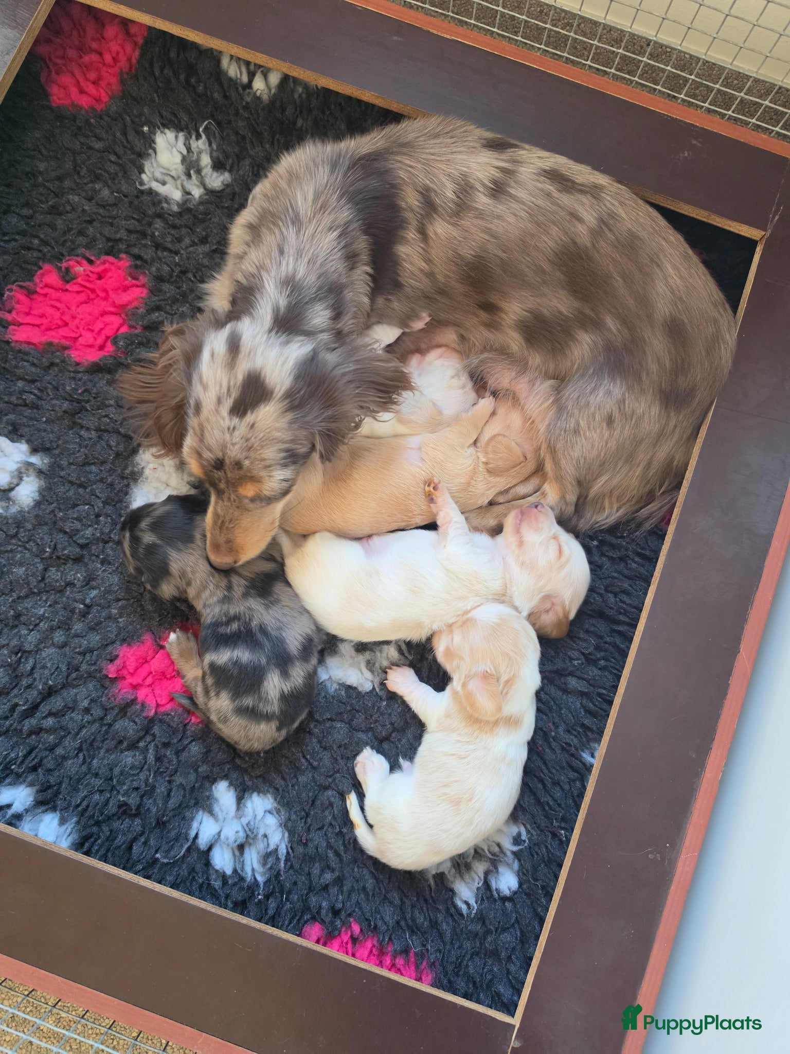 Teckel (langhaar) honden Prachtige langhaar dwerg pups geboren creame - Advertentie 1