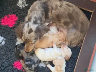 Teckel (langhaar) honden Prachtige langhaar dwerg pups geboren creame - Advertentie 3
