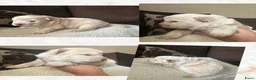 Chow Chow honden te koop: Mooie Chow Chow pups geboren - Advertentie 30