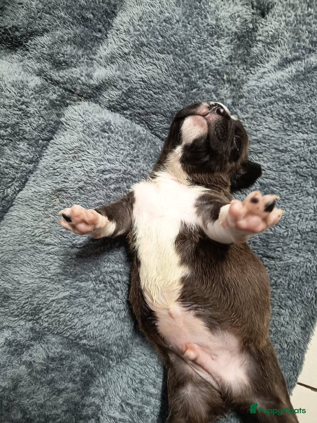 Amerikaanse Bully honden te koop: Amerikaanse Bully-puppy's  - Advertentie 3