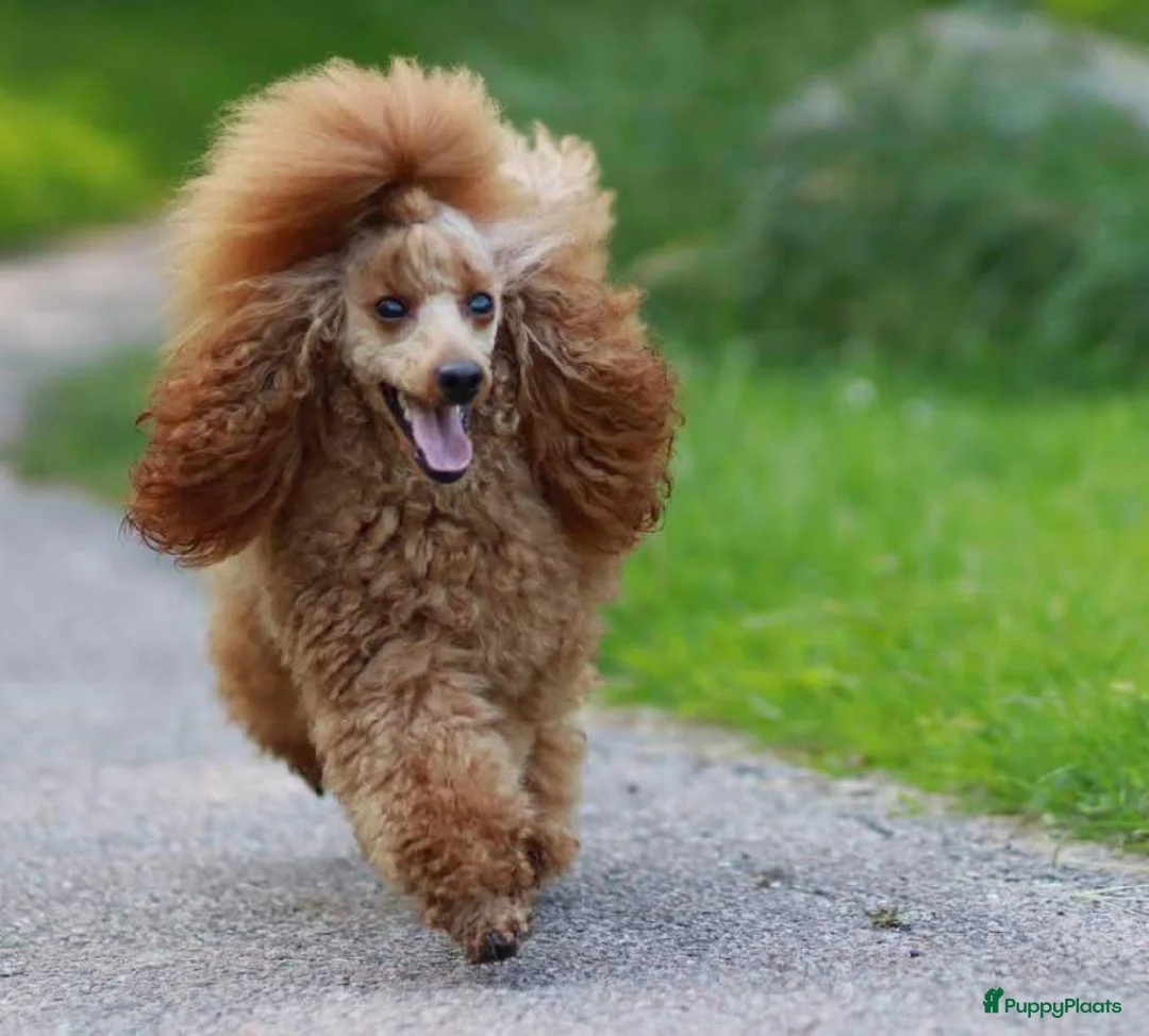 Galerij afbeelding {{count}}