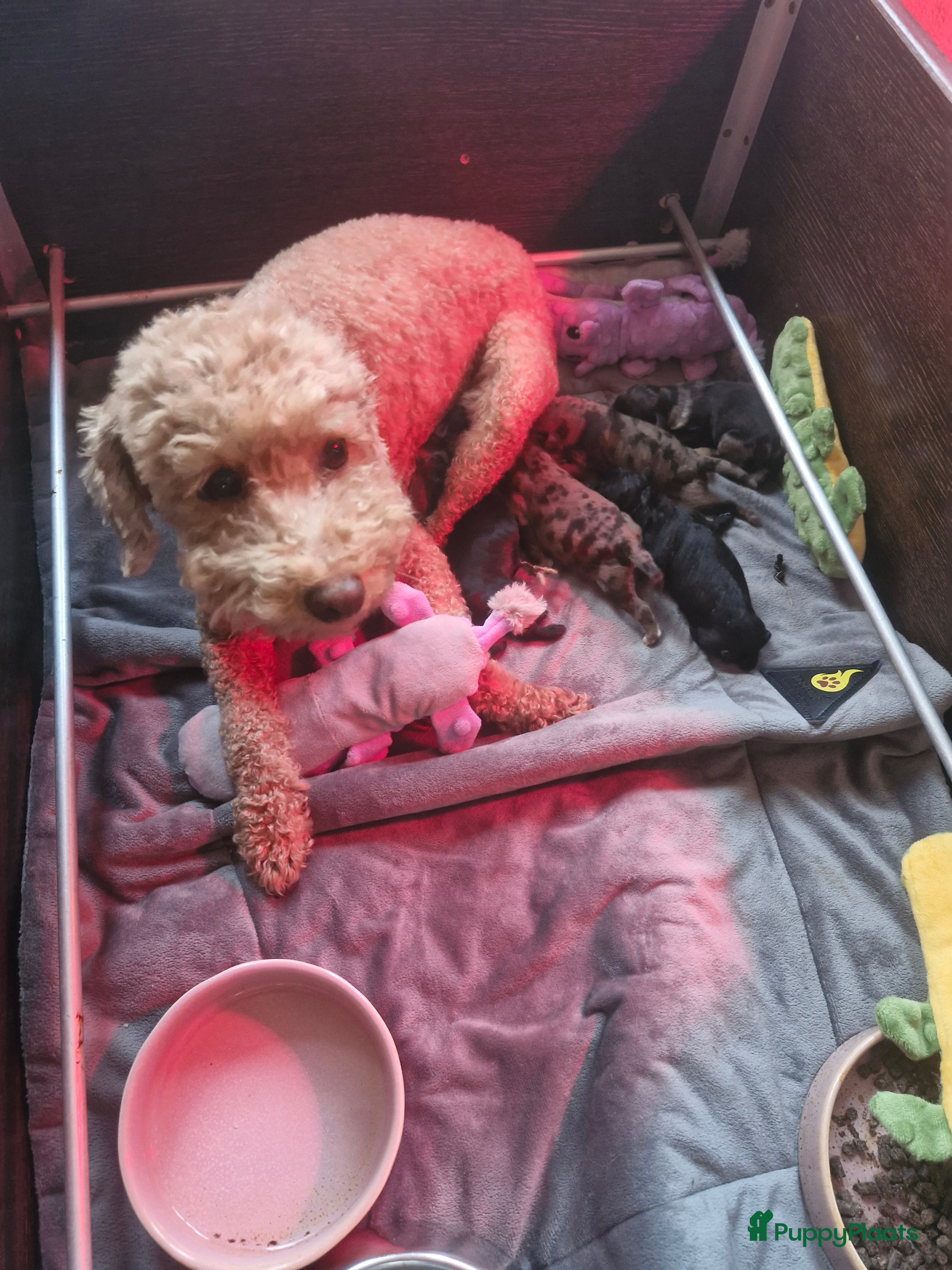 Labradoodle honden Prachtige mini labradoodle pups - Advertentie 2