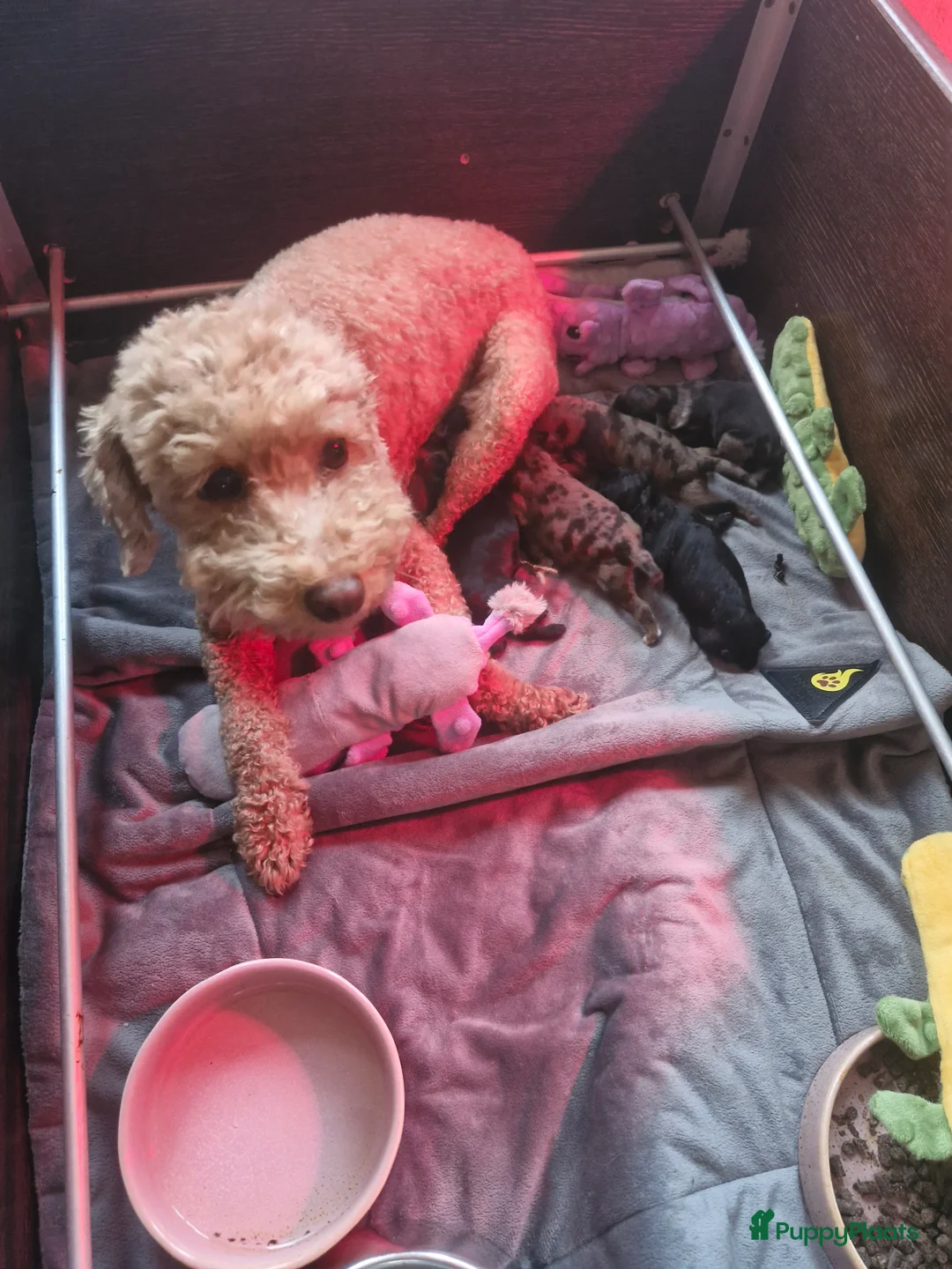 Labradoodle honden te koop: Prachtige mini labradoodle pups - Advertentie 2
