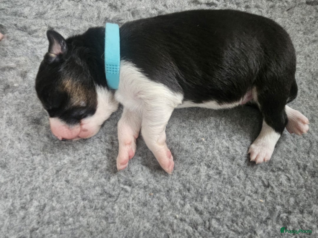 Border Collie honden te koop: Border collie pups - Advertentie 3