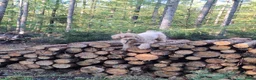 Australian Labradoodle honden te koop: Labradoodle pups verwachtte grootte 44 cm in Rijssen - Advertentie 20