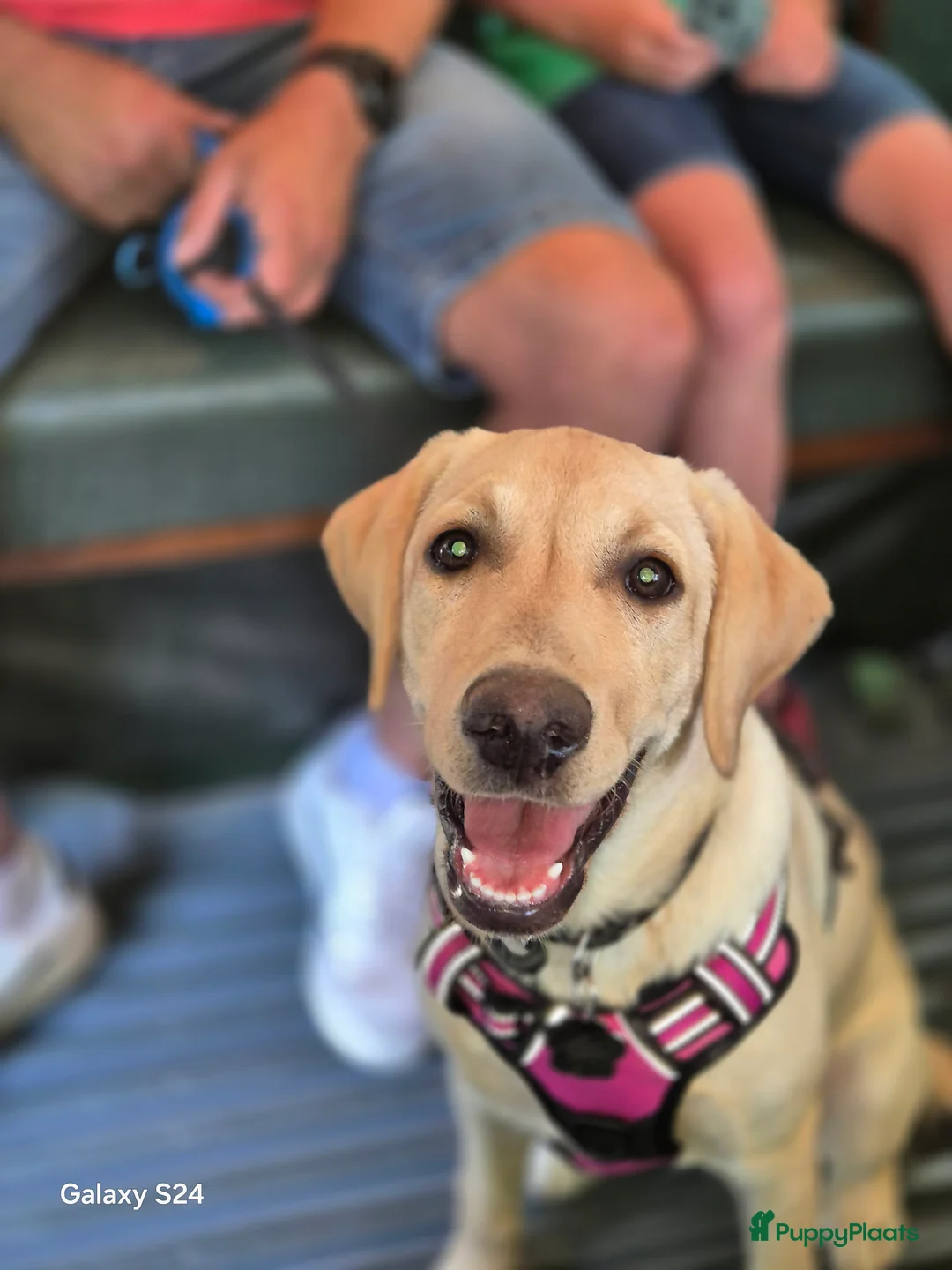 Labrador Retriever honden te koop: !!binnenkort!! labrador pups maart 2026 - Advertentie 9