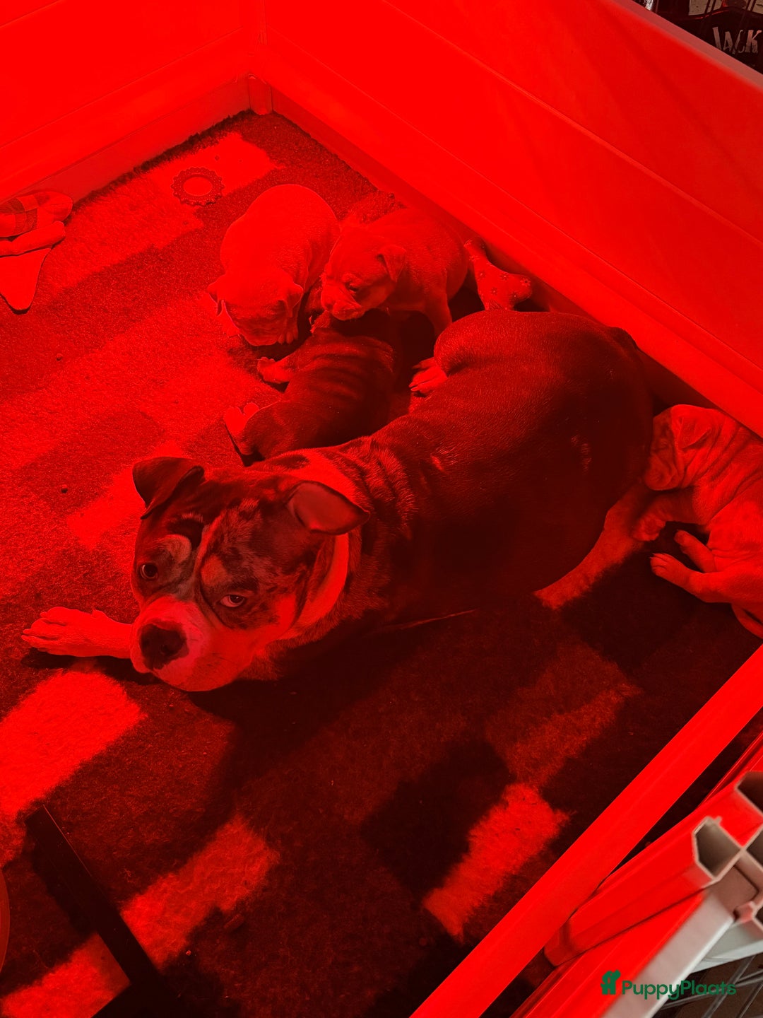 Amerikaanse Bully honden te koop: American bully pocket pups - Advertentie 7