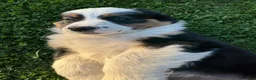 Australian Shepherd honden te koop: Prachtige australische herder pups - Advertentie 3