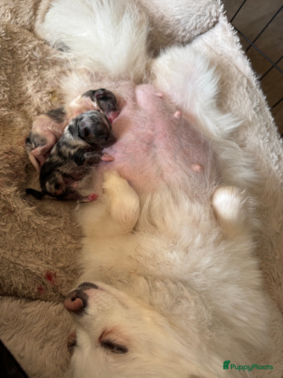 Pomeriaan honden te koop:  puppies met blauwe oogjes 😍 in Zoetermeer - Afbeelding 12